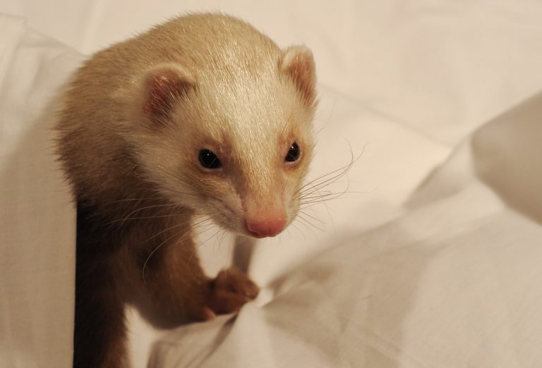 Tous les animaux de compagnie sontils assurables ? L